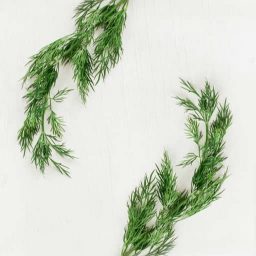 Dill Produktbild