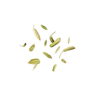 fliegender Fenchel