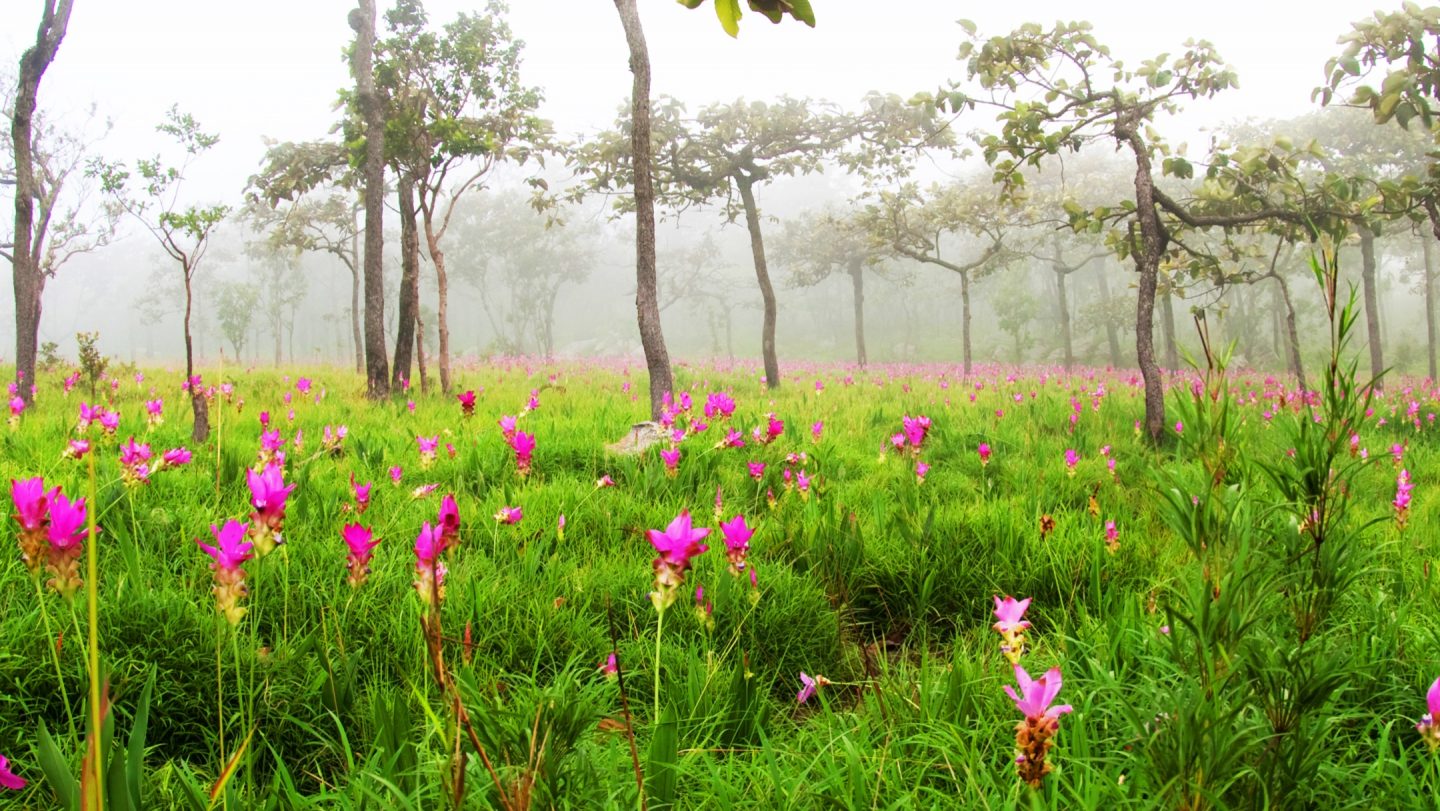 Curcuma Pflanzen in der Natur