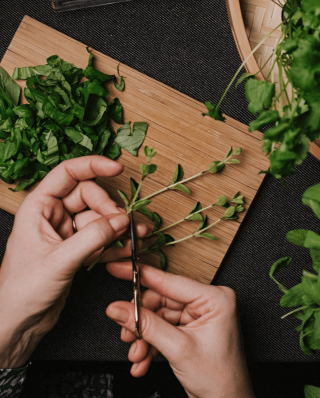 Oregano, wie er zerschnitten wird