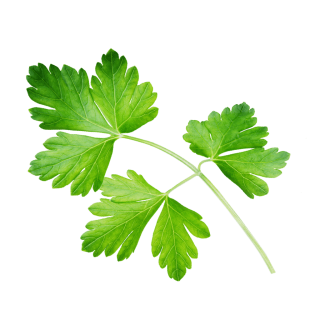 fliegendes Petersilienblatt