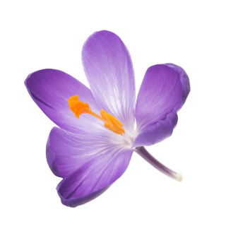 fliegende Safranblüte