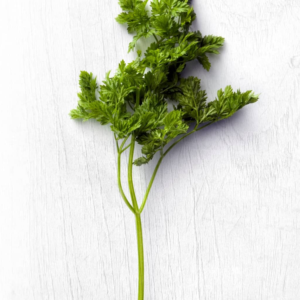 liegender Kerbelzweig