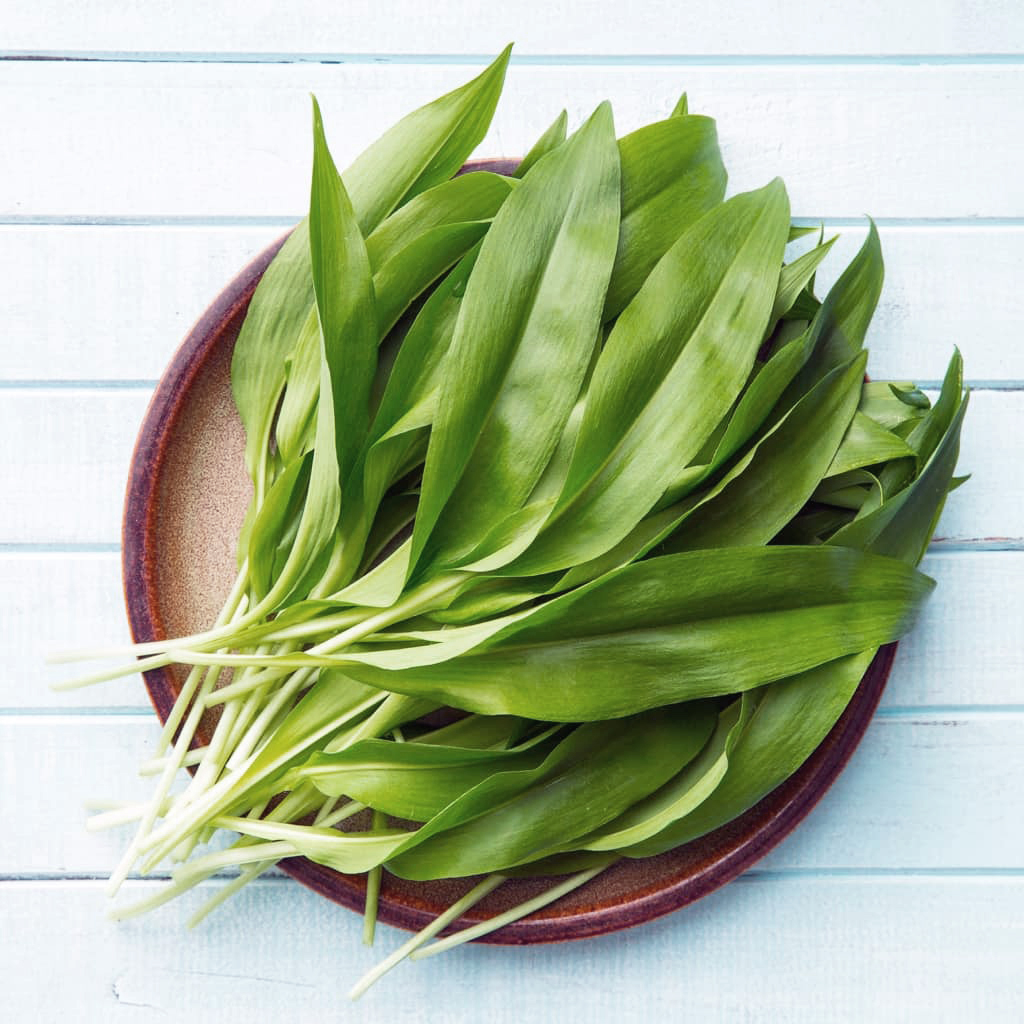 Baerlauch Teaser Image