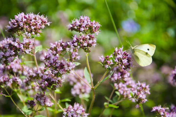 Wild Marjoram Blossoms In Garden And Butterfly